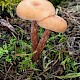 Laccaria laccata