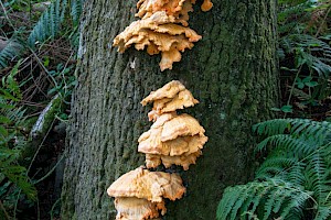 Laetiporus sulphureus Chicken Of The Woods