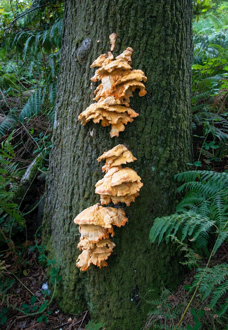 Laetiporus sulphureus - © Charles Hipkin