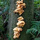 Laetiporus sulphureus