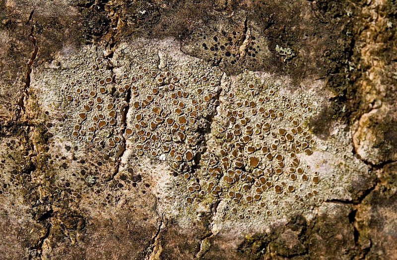 Lecanora argentata - © Charles Hipkin