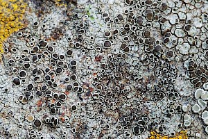 Lecanora gangaleoides 