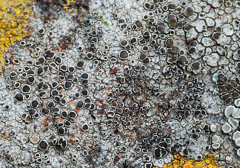 Lecanora gangaleoides - © Charles Hipkin