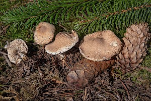 Lepiota magnispora Yellowfoot Dapperling