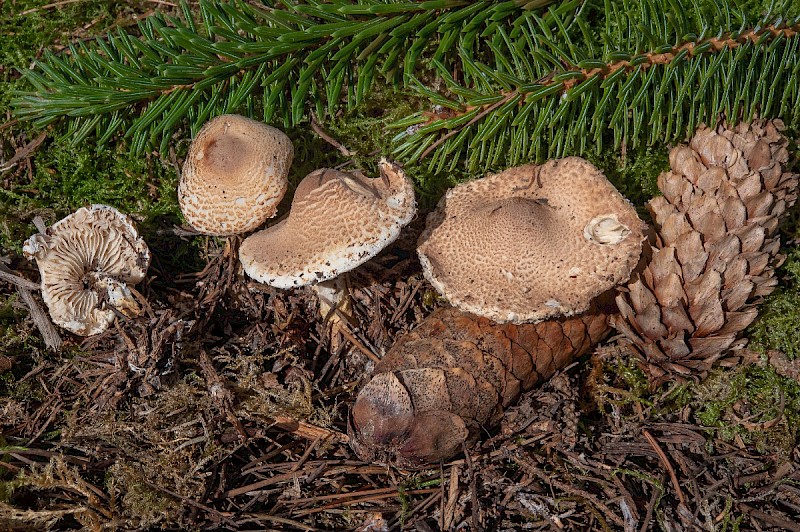 Lepiota magnispora - © Charles Hipkin