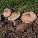 Lepiota magnispora