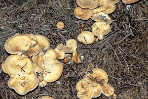 Lepista flaccida Tawny Funnel