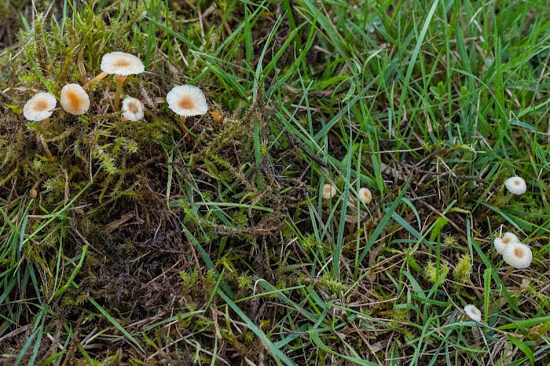 Lichenomphalia velutina - © Charles Hipkin