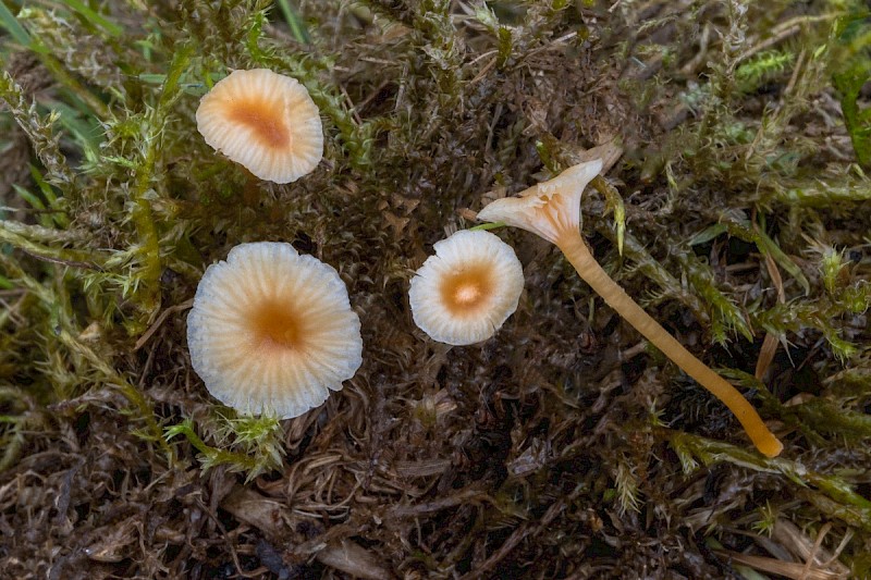 Lichenomphalia velutina - © Charles Hipkin