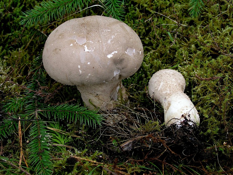 Lycoperdon excipuliforme - © Charles Hipkin