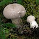 Lycoperdon excipuliforme