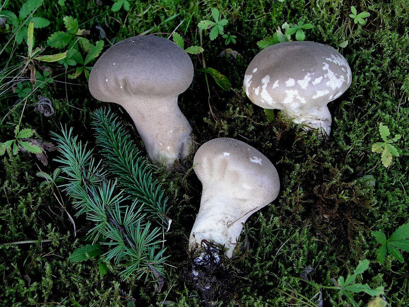 Lycoperdon excipuliforme - © Charles Hipkin