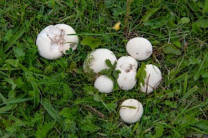 Lycoperdon pratense Meadow Puffball