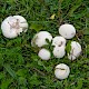 Lycoperdon pratense