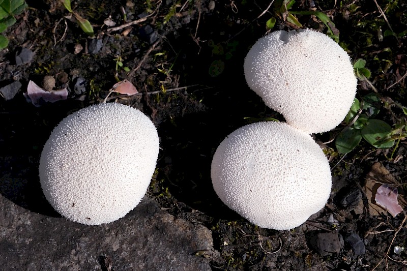 Lycoperdon pratense - © Charles Hipkin