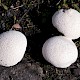 Lycoperdon pratense