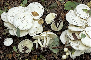 Lyophyllum connatum White Domecap