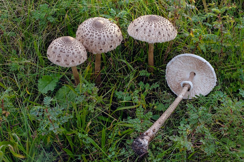 Macrolepiota procera - © Charles Hipkin