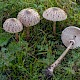 Macrolepiota procera