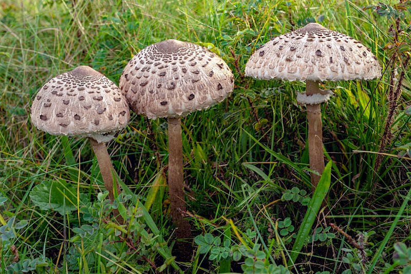 Macrolepiota procera - © Charles Hipkin