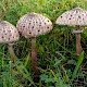 Macrolepiota procera