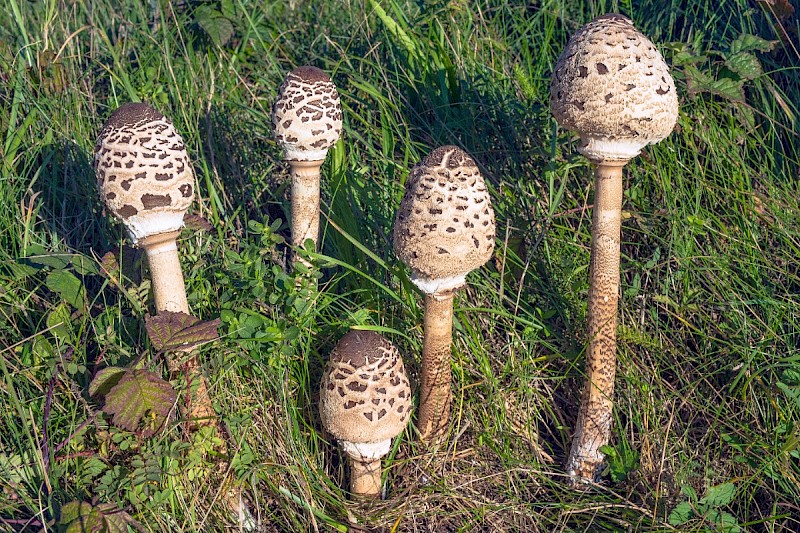 Macrolepiota procera - © Charles Hipkin