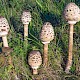 Macrolepiota procera