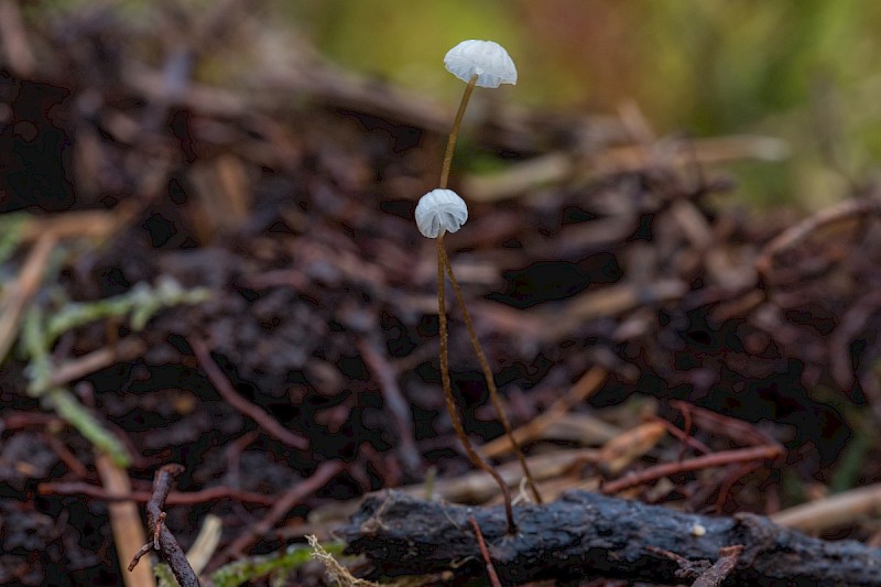 Marasmius epiphyllus - © Charles Hipkin