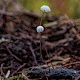 Marasmius epiphyllus