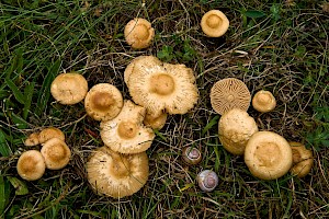 Marasmius oreades Fairy Ring Champignon