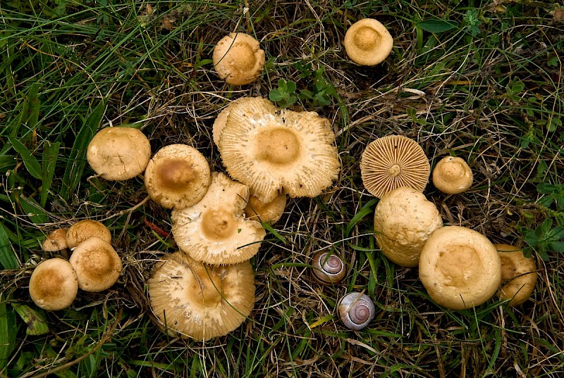 Marasmius oreades - © Charles Hipkin