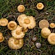 Marasmius oreades