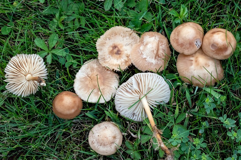 Marasmius oreades - © Charles Hipkin