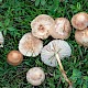 Marasmius oreades