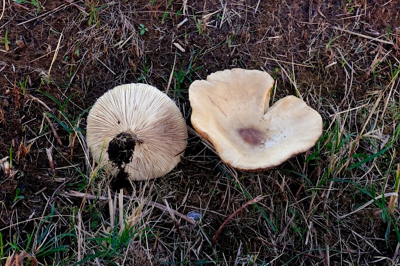 Melanoleuca grammopodia - © Charles Hipkin