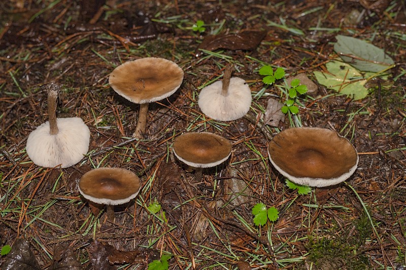 Melanoleuca polioleuca - © Charles Hipkin