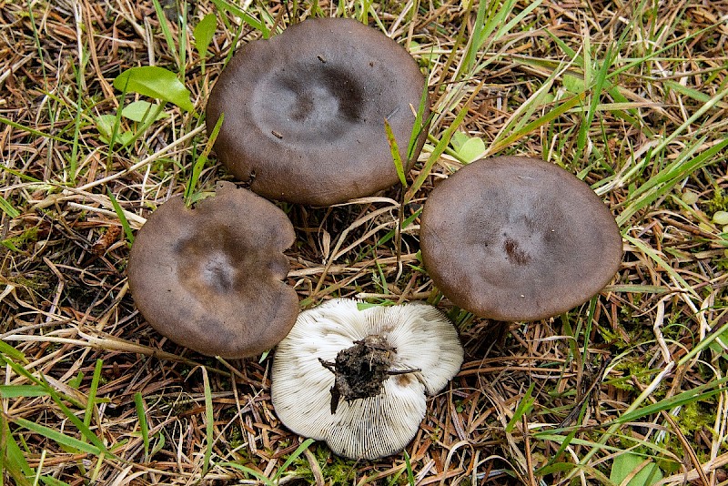 Melanoleuca polioleuca - © Charles Hipkin