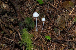 Mycena galopus var. candida White Milking Bonnet