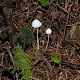 Mycena galopus var. candida