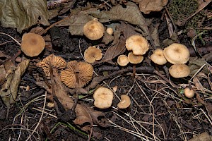 Naucoria escharioides Ochre Aldercap