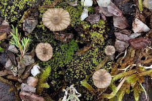 Omphalina pyxidata Cinnamon Navel