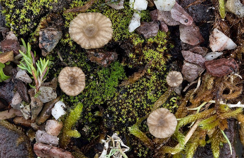 Omphalina pyxidata - © Charles Hipkin