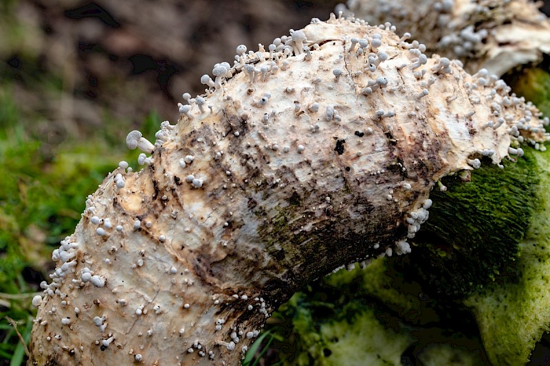 Onygena equina - © Charles Hipkin