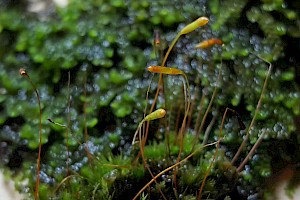 Pohlia elongata var. elongata Sharp-leaved Thread-moss