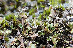 Cladonia verticillata Ladder Lichen