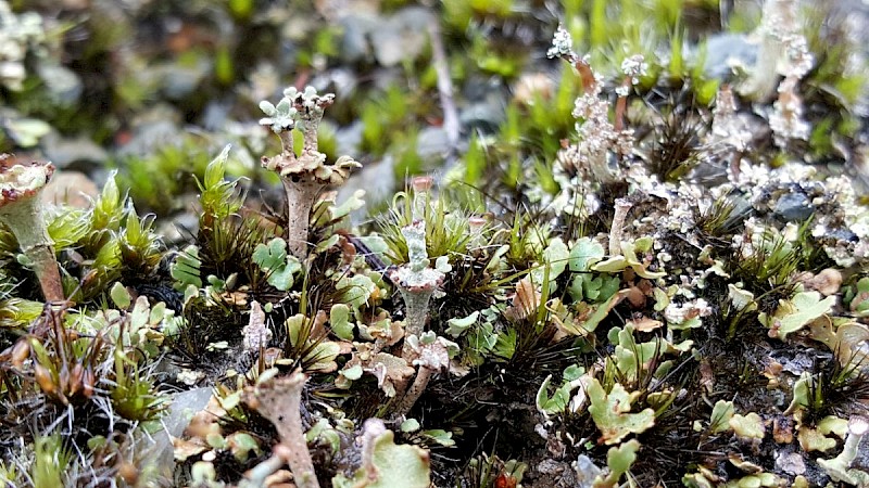 Cladonia verticillata - © Barry Stewart