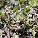 Cladonia verticillata