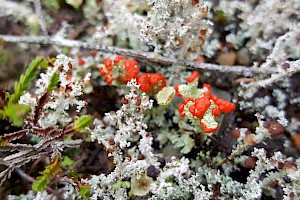 Cladonia diversa 