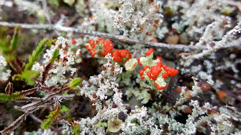 Cladonia diversa - © Barry Stewart