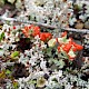 Cladonia diversa